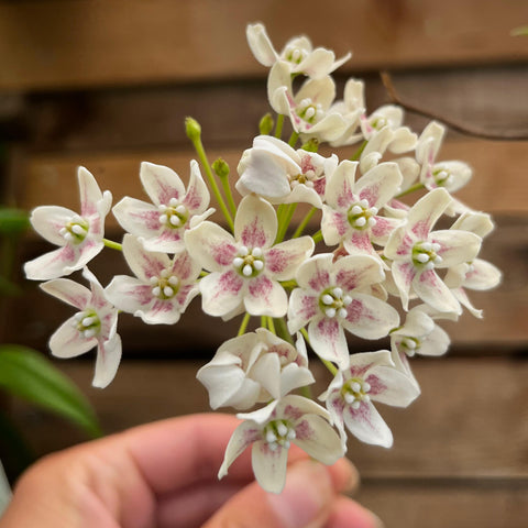 Wattakaka sinensis