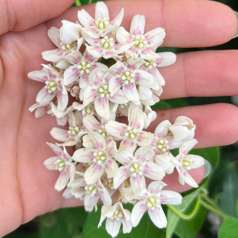 Wattakaka sinensis