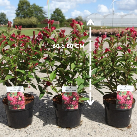 Weigelia Bristol Ruby