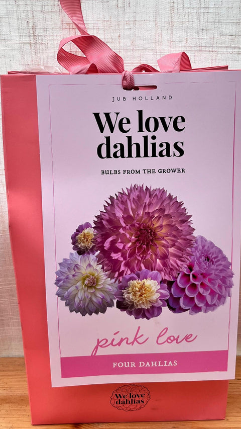 Mix Dahlias 'Pink love' - 4 bulbes