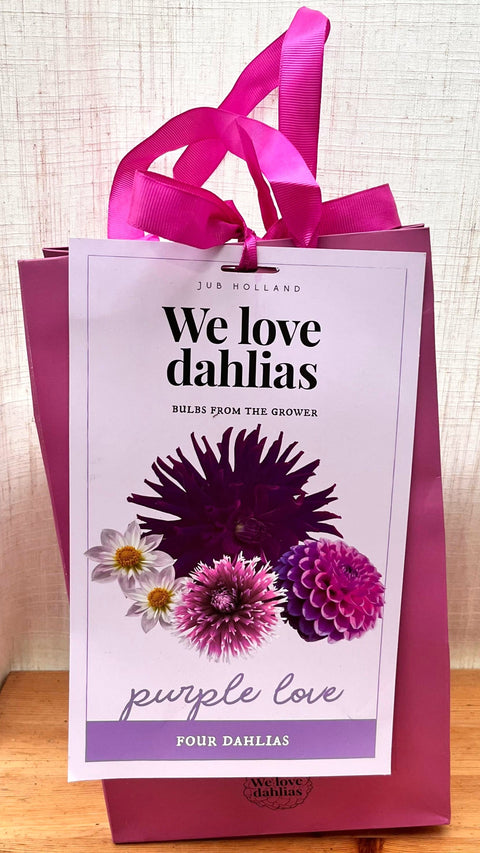 Mix Dahlia 'Purple love' - 4 bulbes