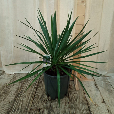 Yucca gloriosa