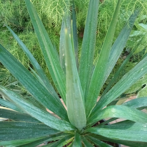 Yucca gloriosa