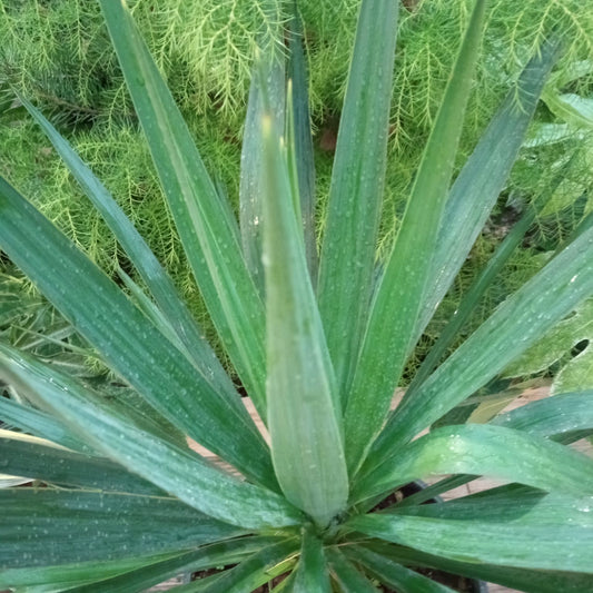 Yucca