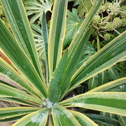 Yucca panaché