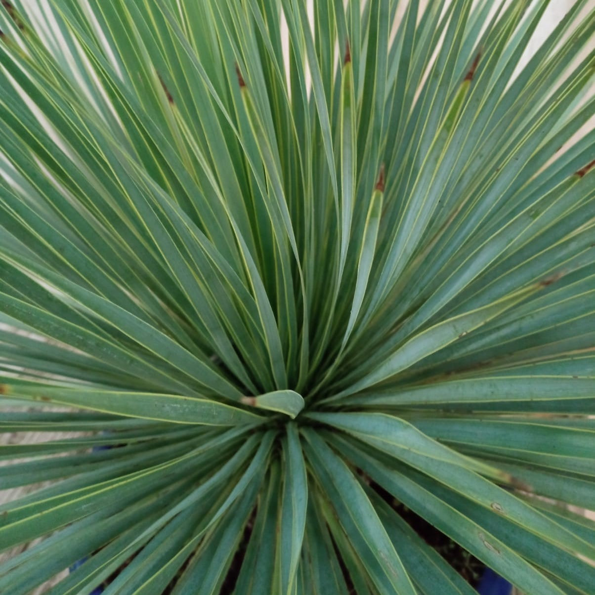 Yucca rostrata