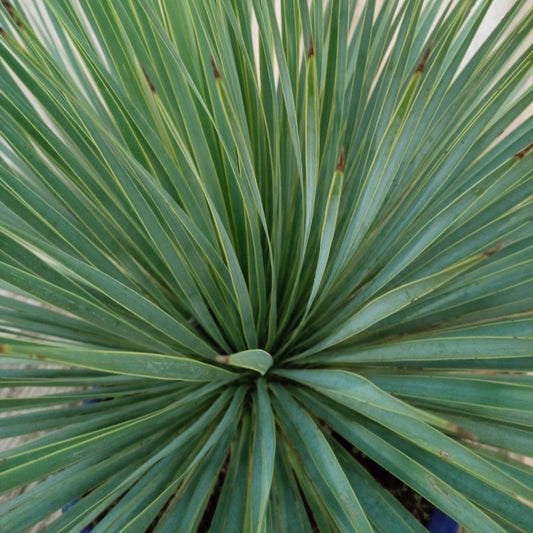 Yucca rostrata