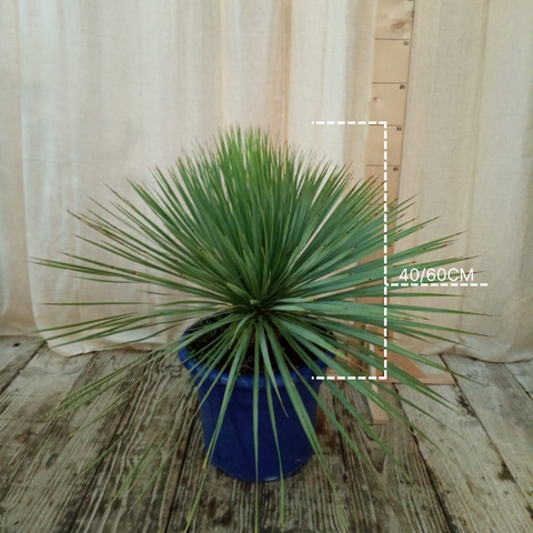 Yucca rostrata