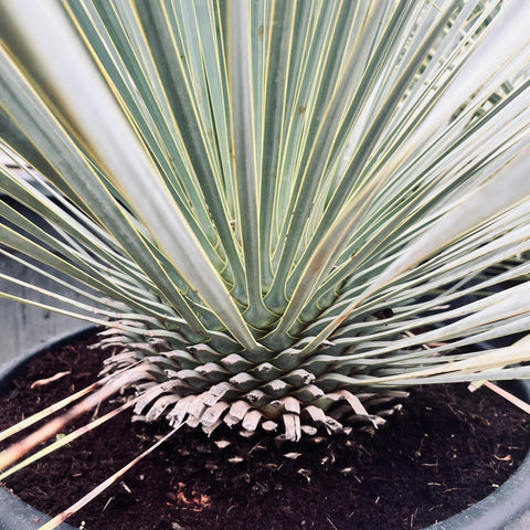 Yucca rostrata
