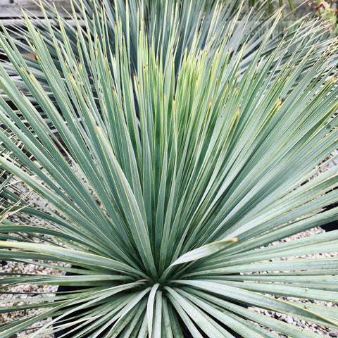 Yucca rostrata