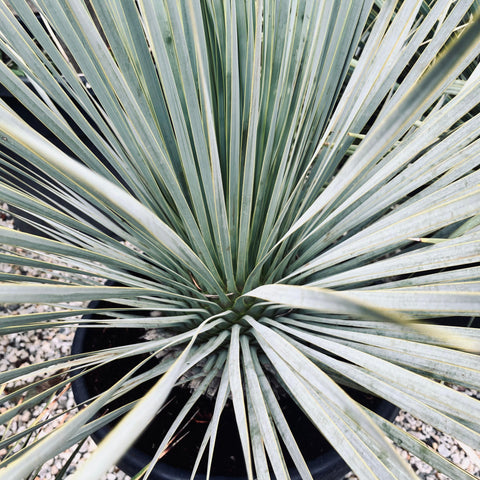 Yucca rostrata
